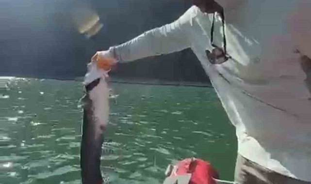 Avcıdan örnek davranış: Yakaladığı yayın balığını büyümesi için suya geri bıraktı
