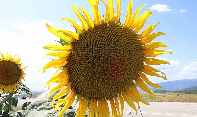 Ayçiçeği alımları başladı