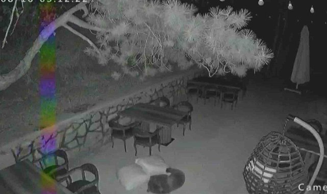 Ayı yavrularının sevimli halleri güvenlik kamerasına yansıdı