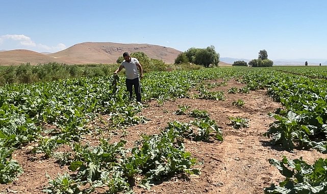 Ayılar ve domuz sürüleri çiftçinin emeğini talan etti