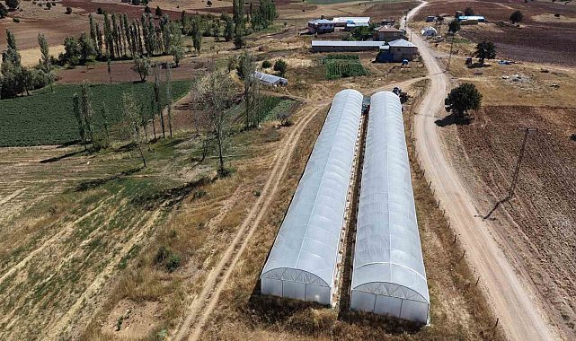 Baba-kız bin 500 rakımda sera kurup domates yetiştirmeye başladılar