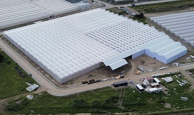 Bafra'da 63 bin metrekarelik alanda topraksız tarım yatırımları üretime başladı