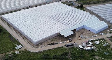 Bafra'da 63 bin metrekarelik alanda topraksız tarım yatırımları üretime başladı