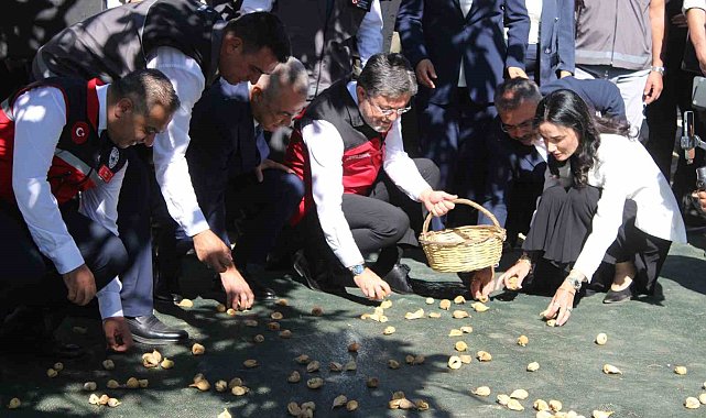 Bakan Yumaklı Aydın'da incir hasadına katıldı