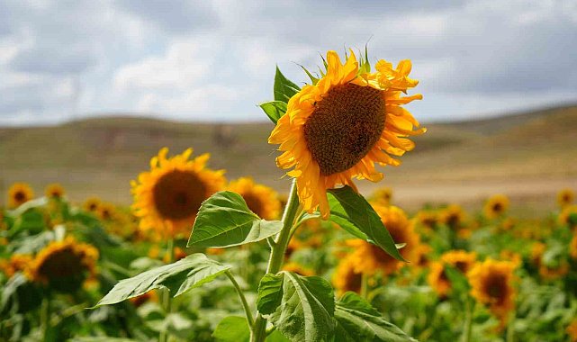 Bakanlık açıkladı: Ayçiçeği tohumunda gümrük vergisi düşüyor