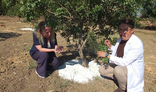 Balıkesir'de sakız hasadına başlandı