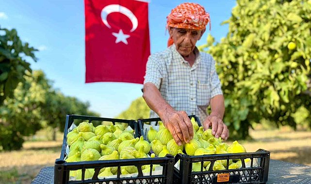 Bardacık incirinde hasat heyecanı başladı