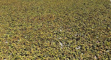 Batı Karadeniz'de fındık harmana indi