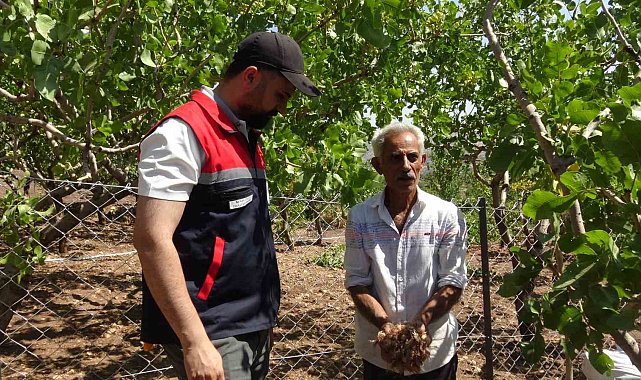 Batmanlı internette gördüğü safrana merak saldı: 10 metrekarelik alanda başladı, 800 metrekareye çıkardı