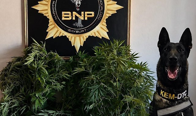 Bayburt'ta 27 kök Hint keneviri ele geçirildi