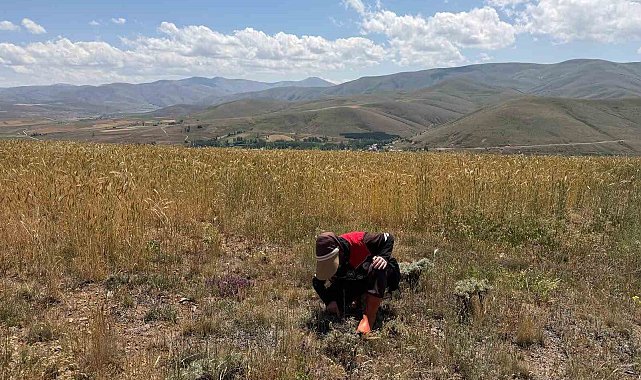 Bayburt'ta ekili alanlarda zararlı takibi devam ediyor