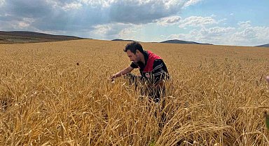 Bayburt'ta hububat tarlalarında sarı pas hastalığı kontrolü yapıldı