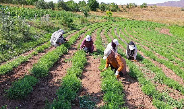 Bayburt'ta tarhun hasadı başladı