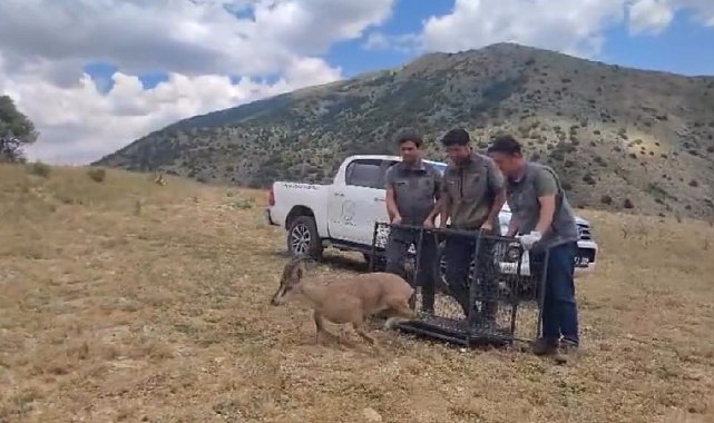 Bayburt'ta tedavisi tamamlanan yaban keçisi yeniden doğaya bırakıldı