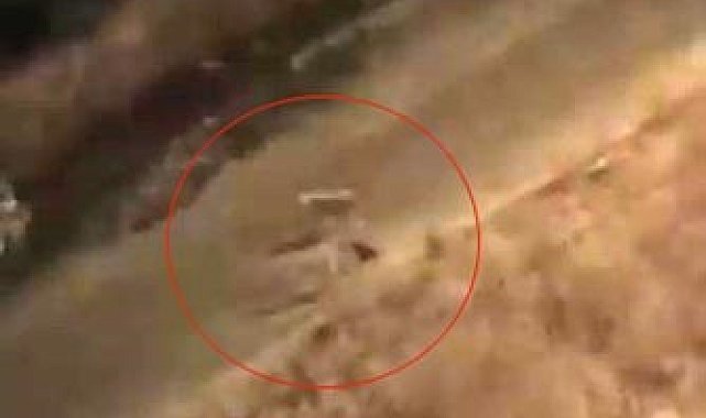 Baykan'da başıboş köpeklerin kediye saldırdığı anlar kamerada