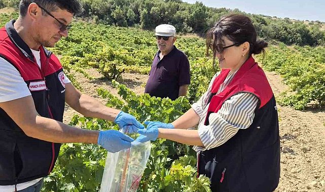 Bekilli'de üzüm bağlarından tek tek numune alınıyor