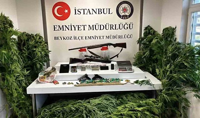 Beykoz'da uyuşturucu operasyonu: 117 kök hint keneviri ve çok sayıda silah ele geçirildi