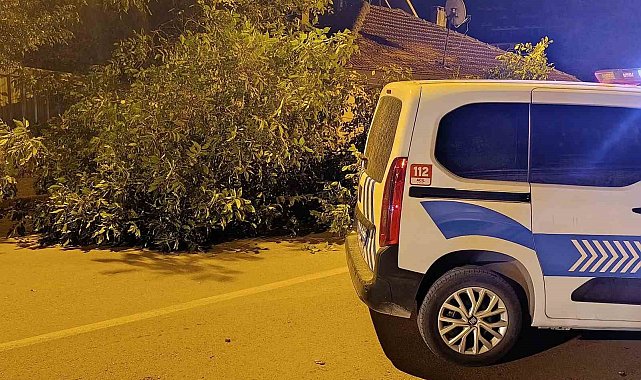Beyşehir'de yola ağaç devrildi