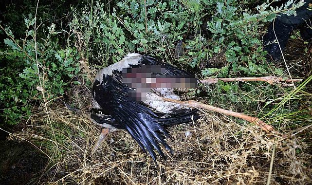 Bilecik'te kuşun elektrik teline çarpması sonucu çıkan yangın kontrol altına alındı