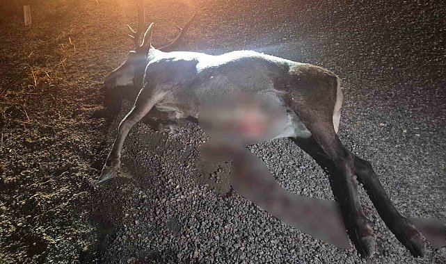 Bilecik'te otomobilin çarptığı geyik telef oldu