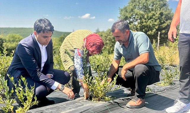 Bilecik'te yaban mersini hasadı yerinde incelendi