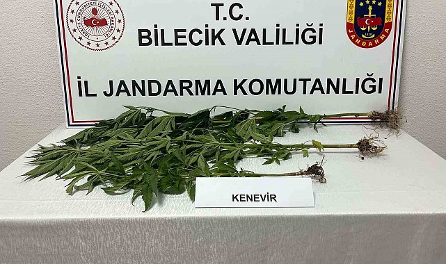 Bilecik'te yasadışı kenevir ekimi ortaya çıkarıldı