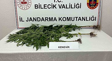 Bilecik'te yasadışı kenevir ekimi ortaya çıkarıldı