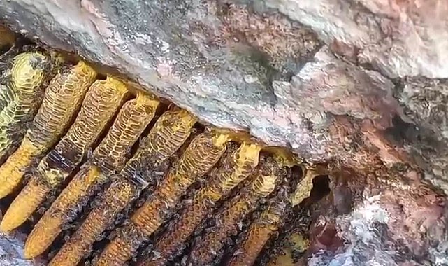 Bingöl'de kayalıklar arasında kilolarca bal çıkartıldı