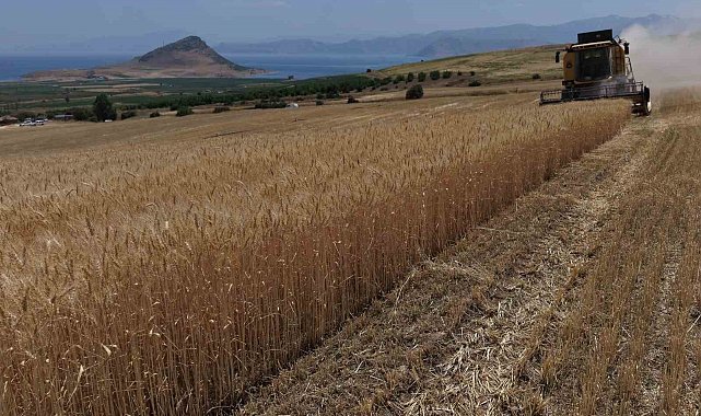 Bitlis'te altın başaklar biçiliyor