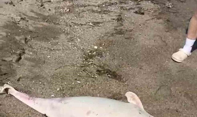 Boğaz'da yunus ölümleri devam ediyor, vatandaşlar tedirgin