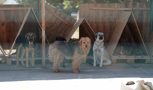 Bolu'da 8 ayda 621 kedi ve köpek sahiplendirildi