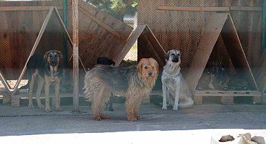 Bolu'da 8 ayda 621 kedi ve köpek sahiplendirildi