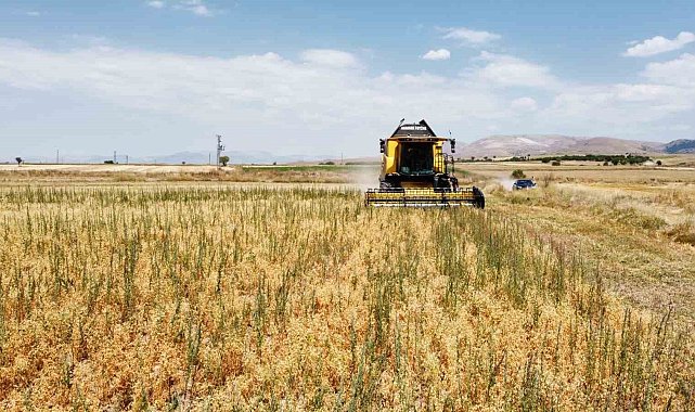 Borsa-20 nohut çeşidinde ilk hasat heyecanı yaşandı