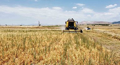 Borsa-20 nohut çeşidinde ilk hasat heyecanı yaşandı