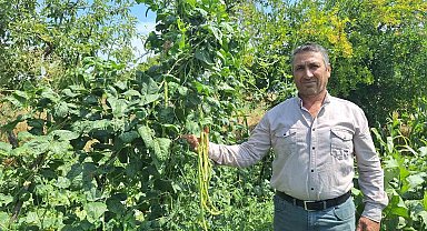 Börülce üreticisinin yüzü gülüyor