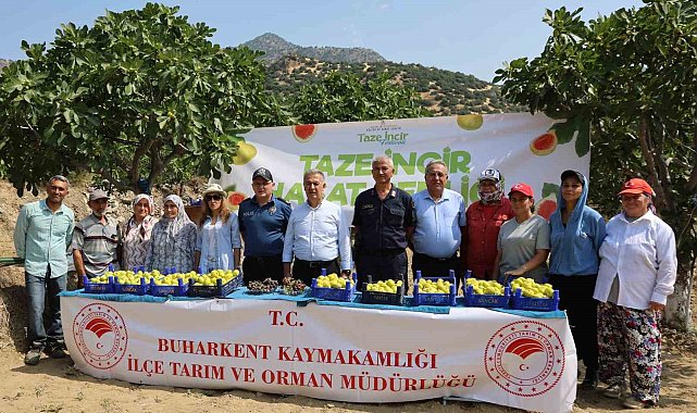 Buharkent'te taze incir hasadı başladı