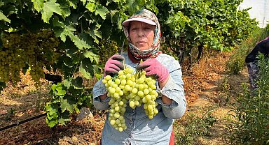 Buldan'da sezonun ilk üzüm hasadı gerçekleştirildi