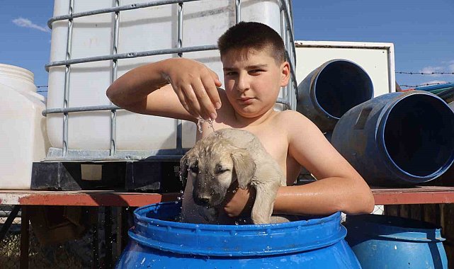 Bunaltıcı sıcakta yavru Kangal ile su dolu varilde serinledi