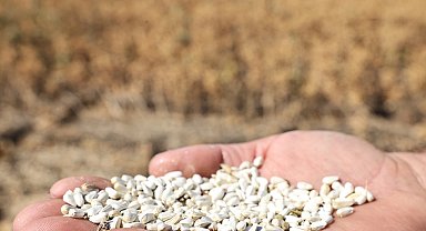 Bursa Nilüfer'de kuru tarıma alternatif ürün... "Aspir" hasadı yapıldı