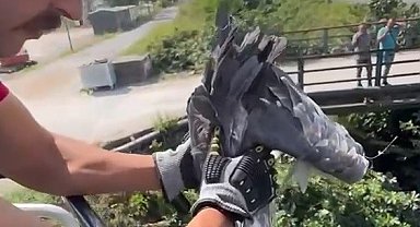 Çalıların arasına sıkışan balıkçıl kuşun imdadına itfaiye yetişti