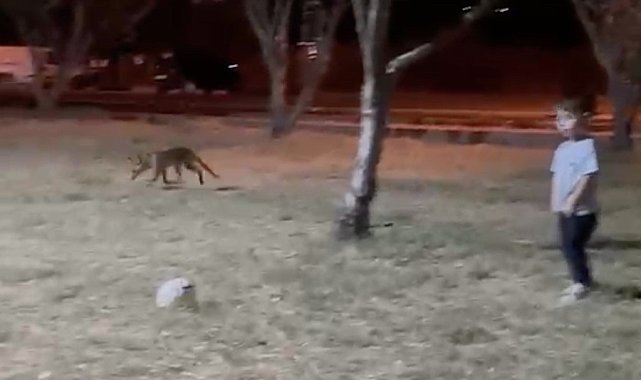 Çanakkale'de minik çocuğun topunu tilki böyle çaldı