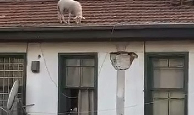 Çatıdaki koyunu görenler telefonuna sarıldı