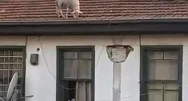 Çatıdaki koyunu görenler telefonuna sarıldı