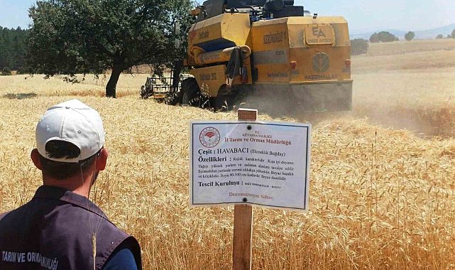 Çavdarhisar'da yerli ve milli arpa ile buğday çeşitlerinin hasadı yapıldı
