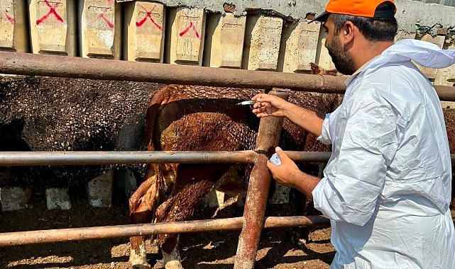 Çay'da ithal besilik hayvanlara sağlık kontrolü