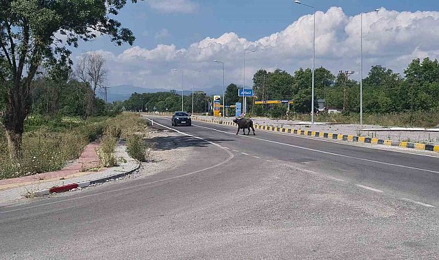 Çaycuma-Perşembe yolunda mandalar sürücülere zor anlar yaşattı