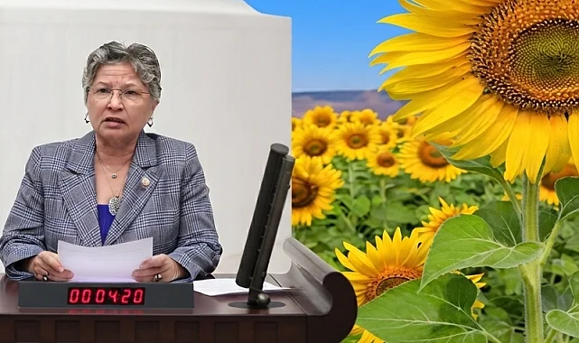 CHP'li Yontar: Ayçiçeğinde üretici tarlasını değil, zararını biçiyor