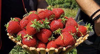 Çilek yetişmez denilen Ağrı toprağı çileği sevdi: Dekar başına 2 ton verim
