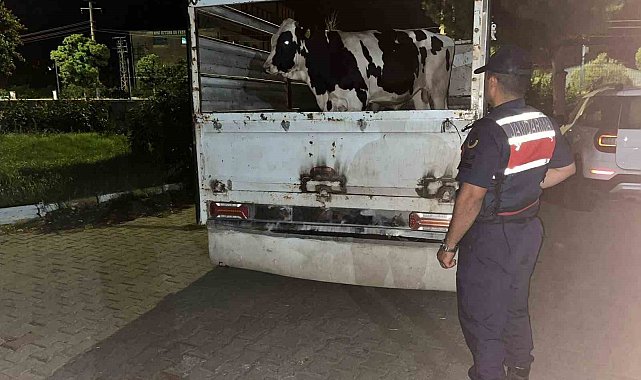 Çine'deki 365 bin liralık hayvan dolandırıcılığı jandarmaya takıldı