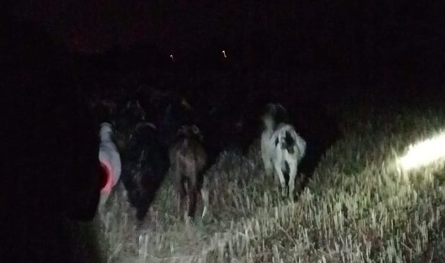 Çivril jandarması kayıp keçileri kısa sürede bulundu